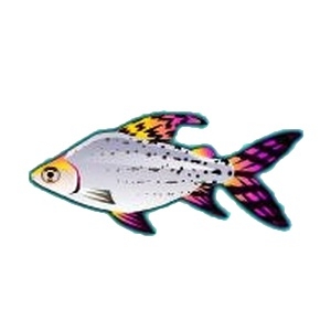 Sunrise Characin